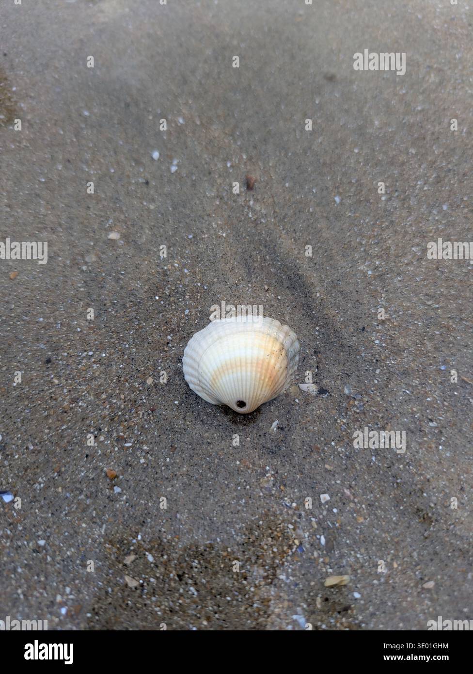 Conchiglia bianca (guanciale comune) sulla sabbia sulla spiaggia di St. Leonards-on-Sea nell'East Sussex. Il foro perfettamente circolare potrebbe provenire da un carnivoro - Immagine stock catturata con smartphone