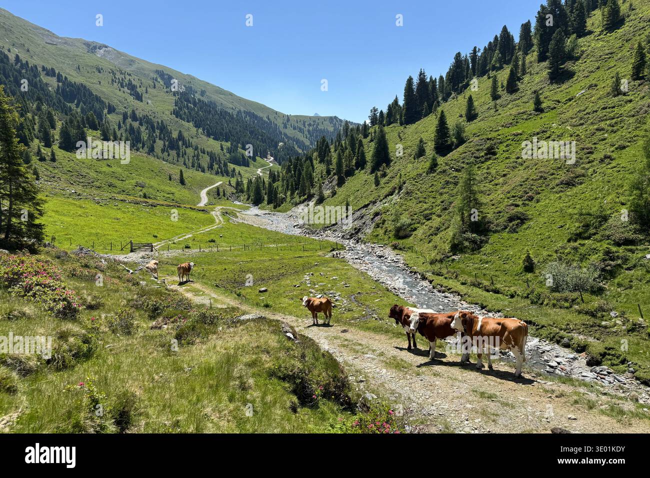 Le mucche pascolano su un prato verde vicino a un ruscello a Königsleiten Austria Tirol durante l'estate l'immagine mostra la vista delle montagne e un cielo blu adatto Foto Stock
