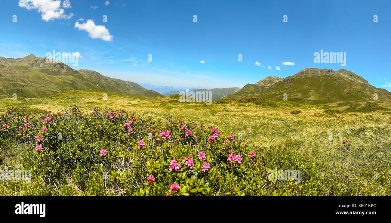 Vista panoramica di un prato alpino con fiori rosa a Königsleiten Austria durante l'estate il paesaggio del Tirolo presenta montagne erba verde e un Foto Stock