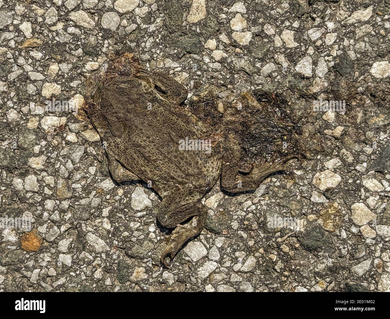 Primo piano di un rospo adagiato su una strada asfaltata a Königsleiten in Austria l'immagine cattura lo sfortunato incidente stradale durante una giornata estiva in Tirolo Foto Stock