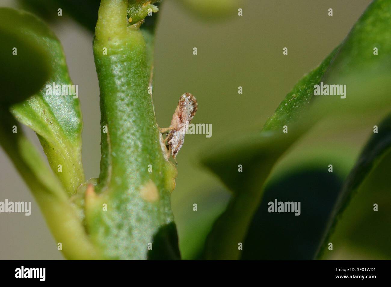 Asian Citrus Psyllid (Diaphorina citri) adulto con calce (Citrus aurantiifolia), Key largo, Florida. Vettore della malattia di inverdimento degli agrumi. Foto Stock