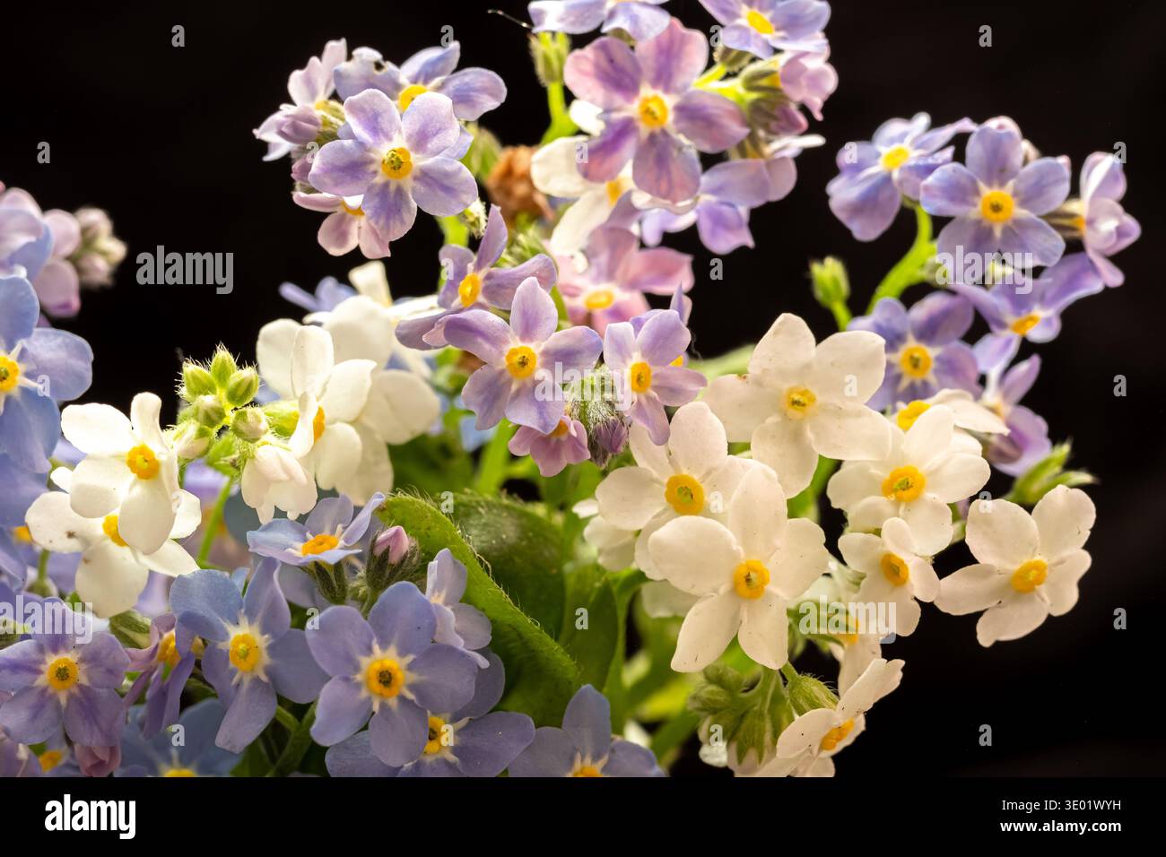 fiori nel ghiaccio. Primo piano cubetti di ghiaccio con fiori congelati su sfondo bianco. Foto Stock