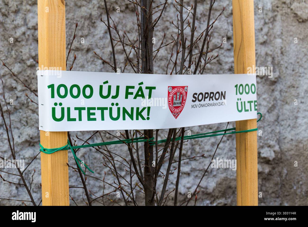 Albero piantato con cartello che dice: 1000 uj grasso ultetunk (noi piantamo 1000 nuovi alberi), Sopron, Ungheria Foto Stock