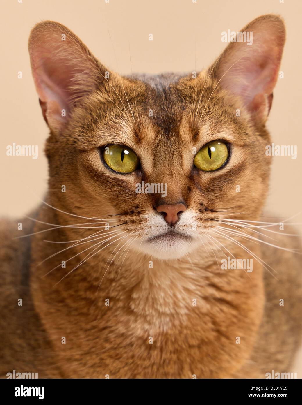 Un ritratto ravvicinato di un gatto abissino rivolto in avanti con un'espressione neutra. L'immagine evidenzia la simmetria facciale del felino e il rivestimento sottile Foto Stock