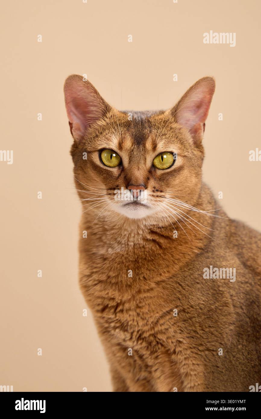 Un gatto abissino con una ricca pelliccia di rame guarda in avanti sullo sfondo beige. La postura eretta del gatto dai capelli corti e lo sguardo intenso trasmettono Foto Stock