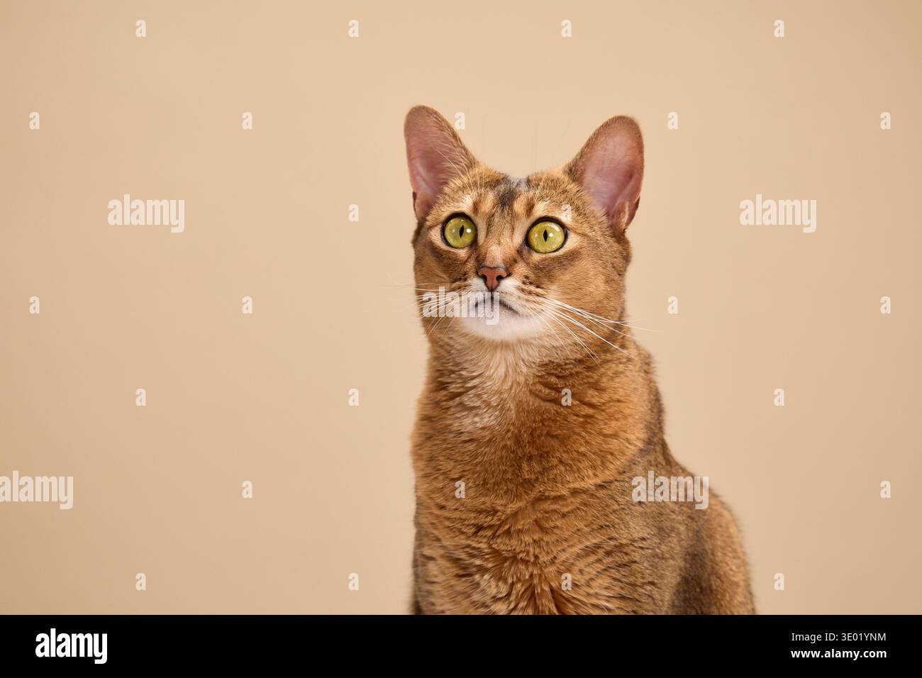 Catturato a metà posa, un gatto abissino sposta lo sguardo leggermente fuori dalla telecamera. I toni caldi e lo sfondo pulito evidenziano la simmetria del suo volto e. Foto Stock