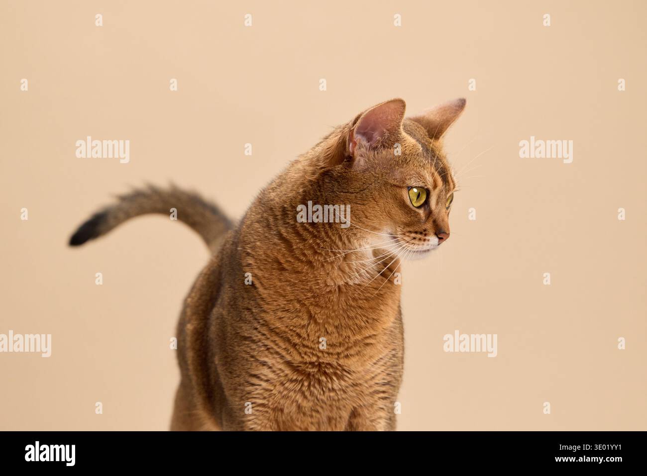 Il gatto abissino in una vista profilo poggia su un caldo sfondo beige. Gli occhi espressivi e le caratteristiche definite vengono catturati con dettagli nitidi. Foto Stock