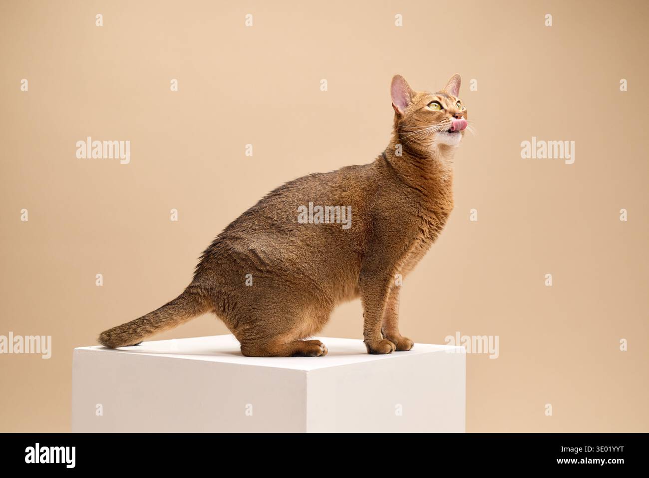 Un gatto abissino viene catturato a metà dello sguardo mentre guarda verso l'alto con interesse. Si trova su una scatola bianca, adagiata su uno sfondo morbido e neutro da studio. Foto Stock