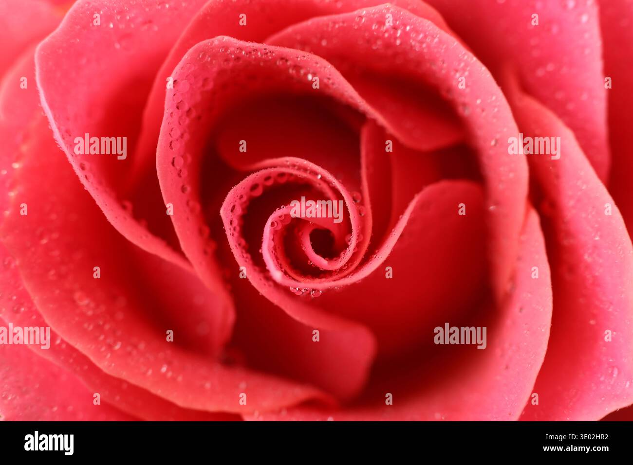 Macro close-up di una rosa rosa coperta di goccioline d'acqua fresca. Foto Stock