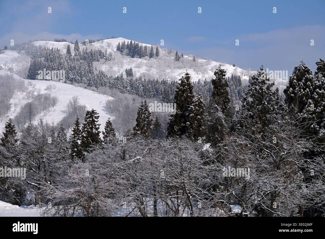 Alberi innevati nella prefettura di Niigata, Giappone, durante l'inverno Foto Stock
