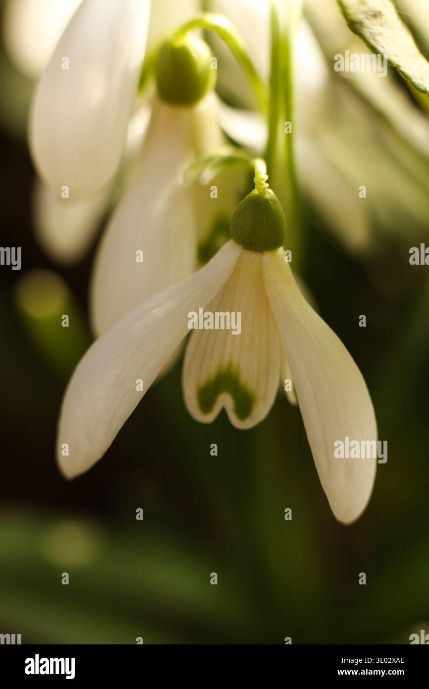 Macro close-up di un delicato fiore di giacinto d'inverno (Galanthus) sospeso alla luce naturale. Foto Stock