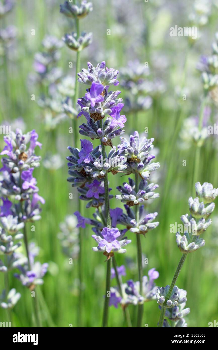 Video fiore di carta tipo lavanda - Mamma e Bambini