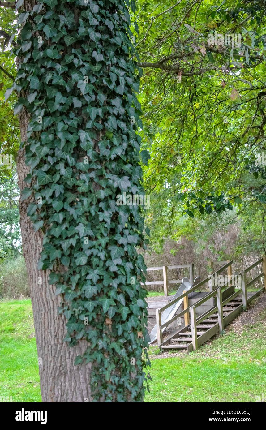 Un primo piano rivela una rigogliosa edera inglese verde che sale densamente su un tronco di alberi densamente strutturato. Sullo sfondo con messa a fuoco morbida, una scala in legno e uno scivolo. Foto Stock
