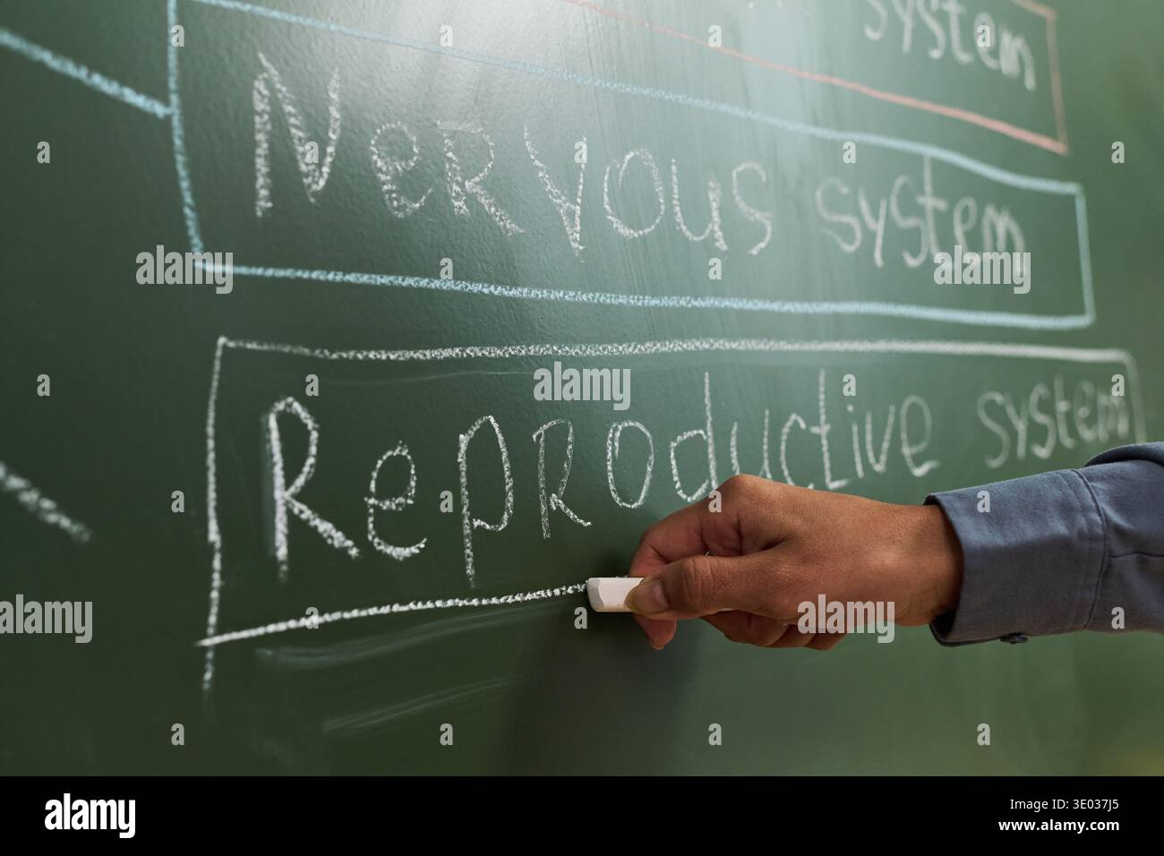 Primo piano di un insegnante sconosciuto che scrive il sistema riproduttivo su lavagna con gesso, gesso visibile a mano che tiene il gesso, ambiente educativo incentrato su argomenti di anatomia umana Foto Stock