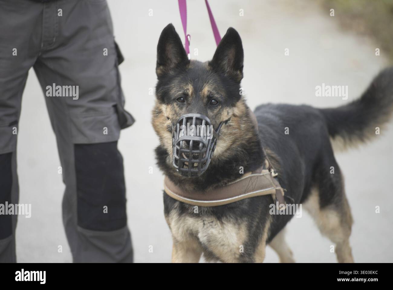 È vietato l'obbligo di museruola per cani e cani senza museruola Foto Stock