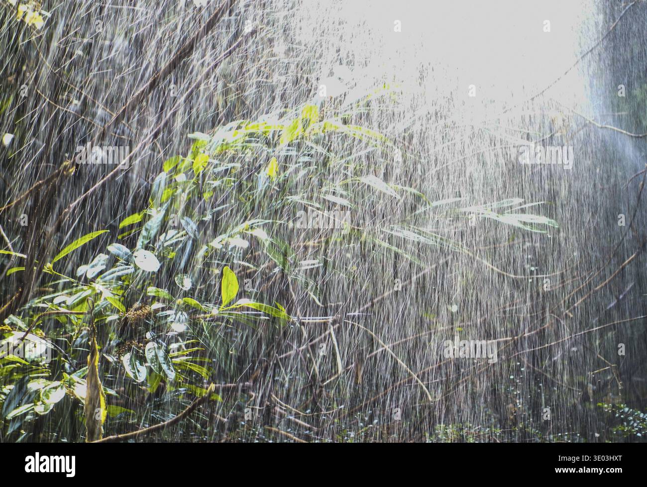 Acqua e pioggia come forza vitale per le piante in natura Foto Stock