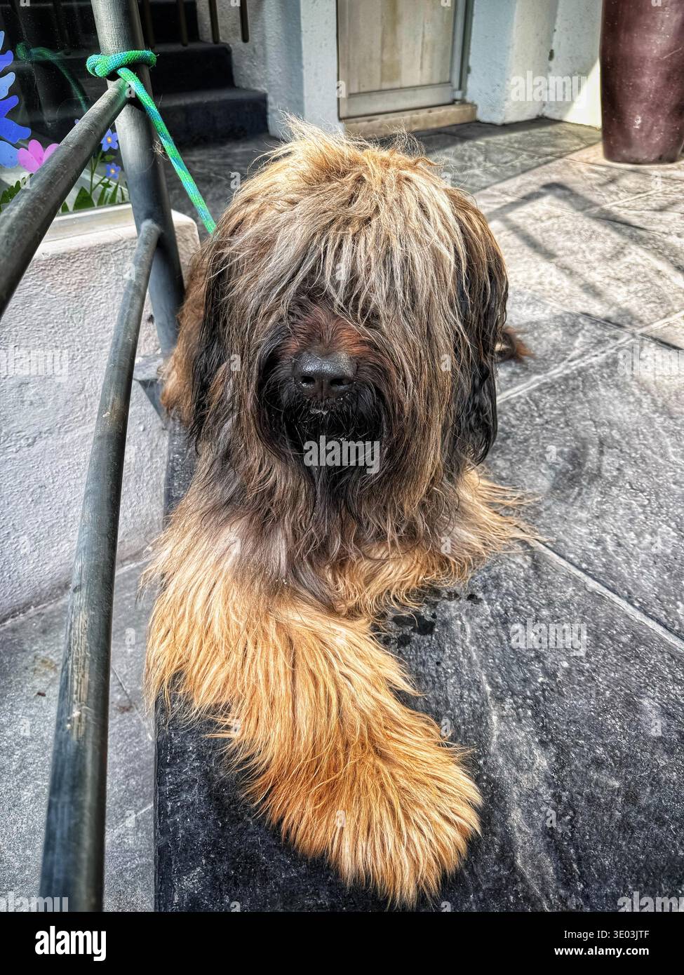Un cane lungo e traballante con pesanti banges seduto all'aperto vicino a una ringhiera e ai gradini in una giornata di sole Foto Stock