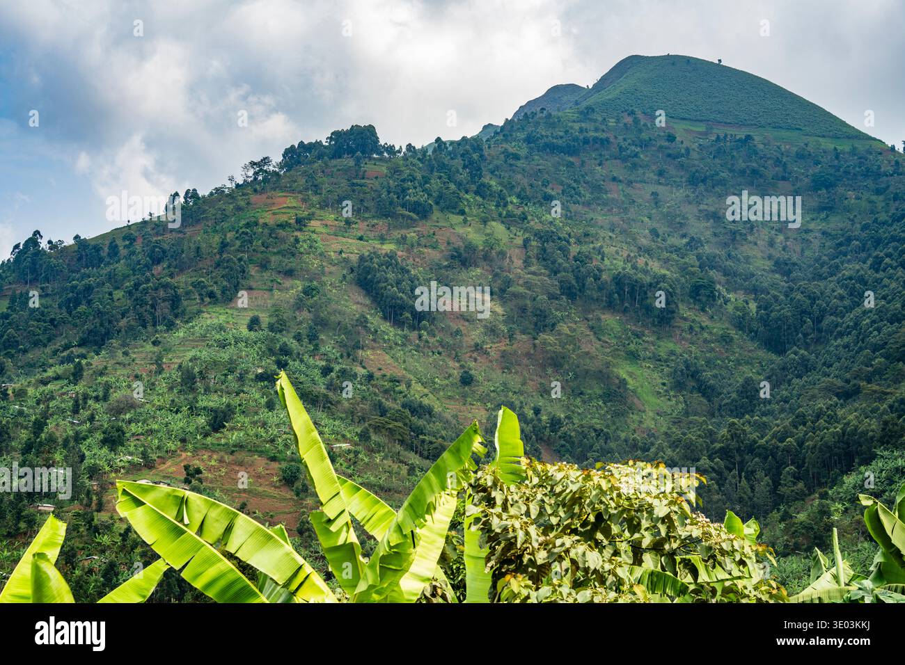 Agricoltura collinare vicino a Bududa, Monte Elgon nell'Uganda orientale. Un'area soggetta a frane indotte dal clima. Foto Stock