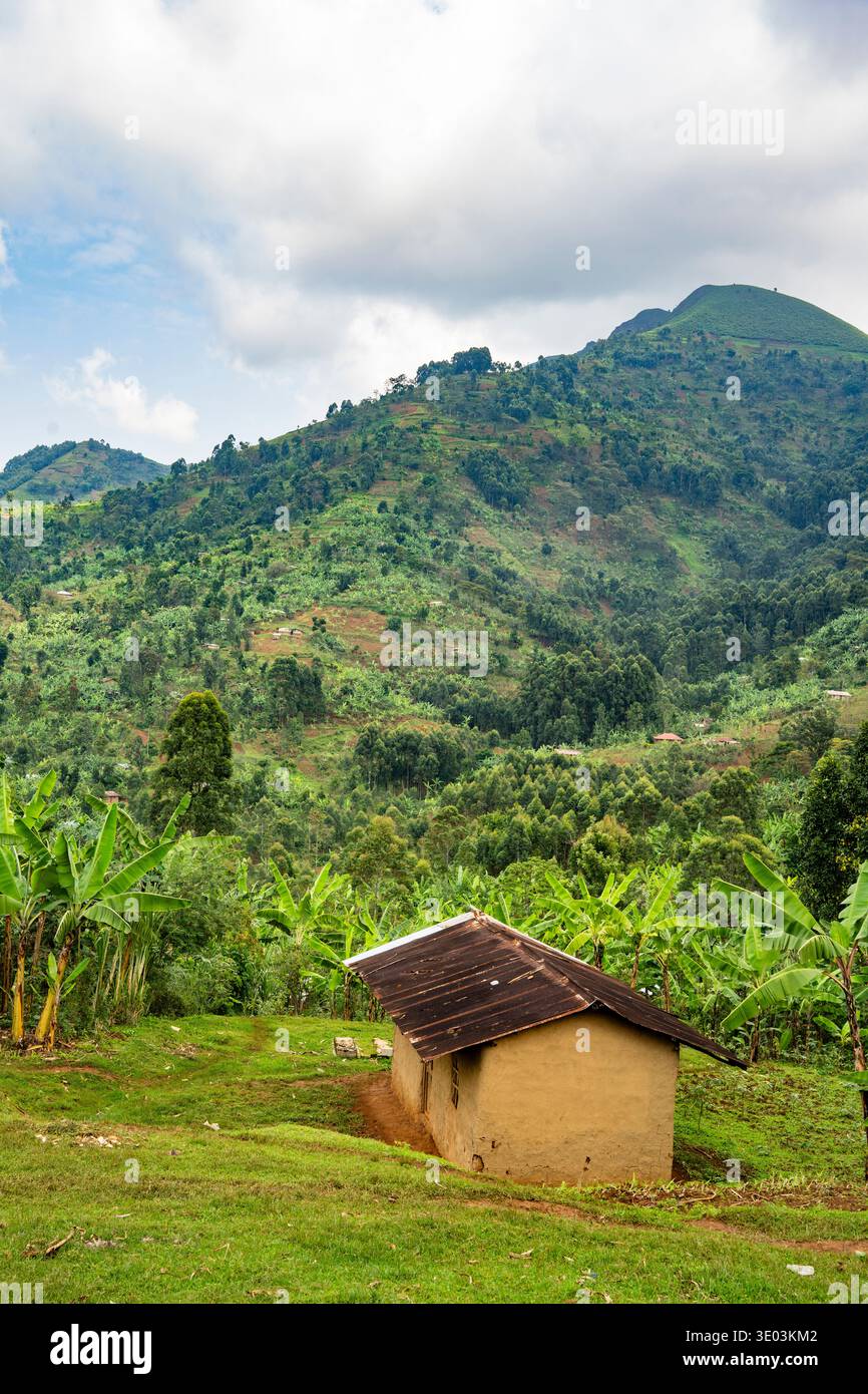 Agricoltura collinare vicino a Bududa, Monte Elgon nell'Uganda orientale. Un'area soggetta a frane indotte dal clima. Foto Stock