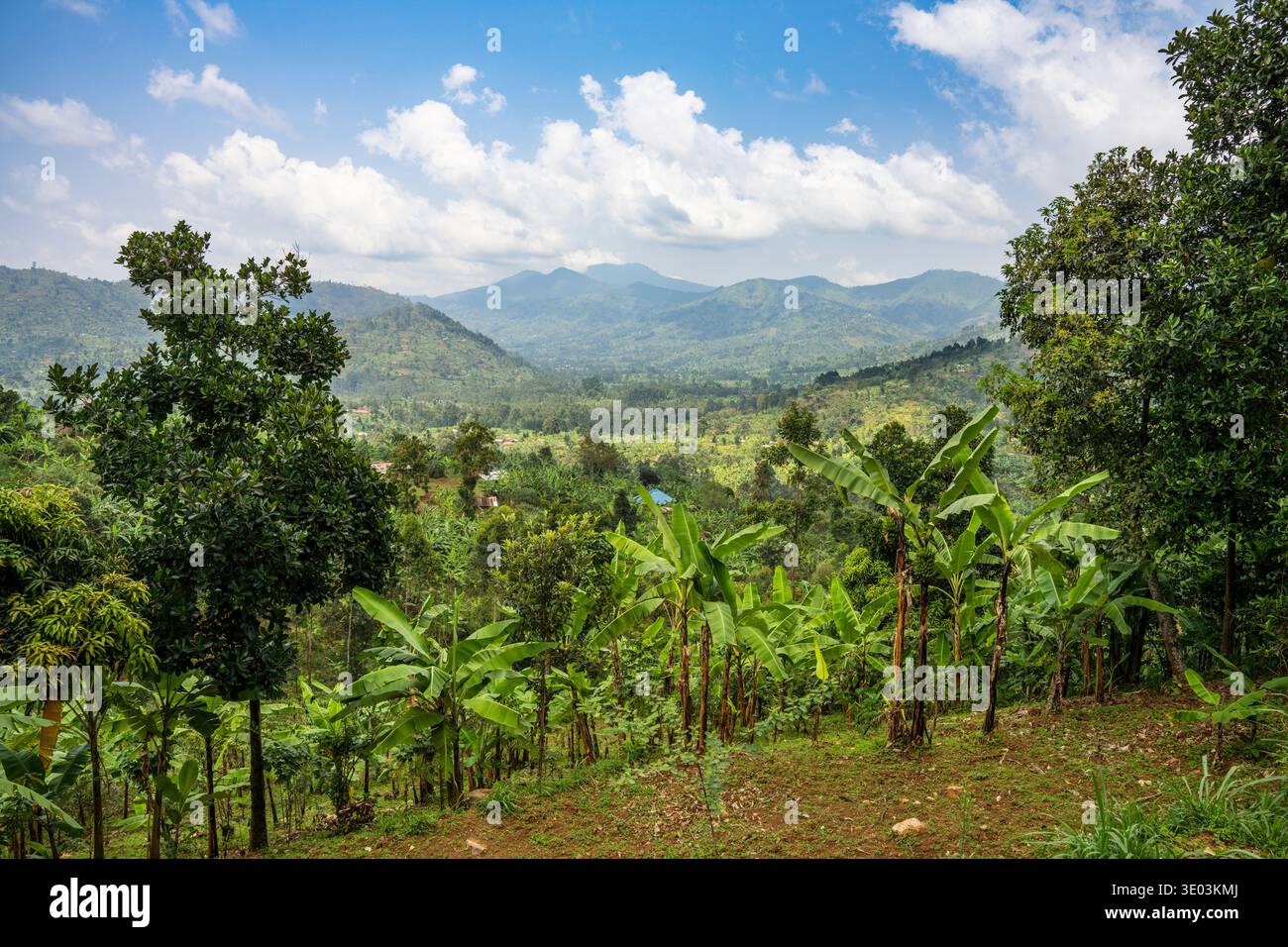 Paesaggio e banani su una collina vicino a Bududa, Monte Elgon nell'Uganda orientale. Un'area soggetta a frane indotte dal clima. Foto Stock