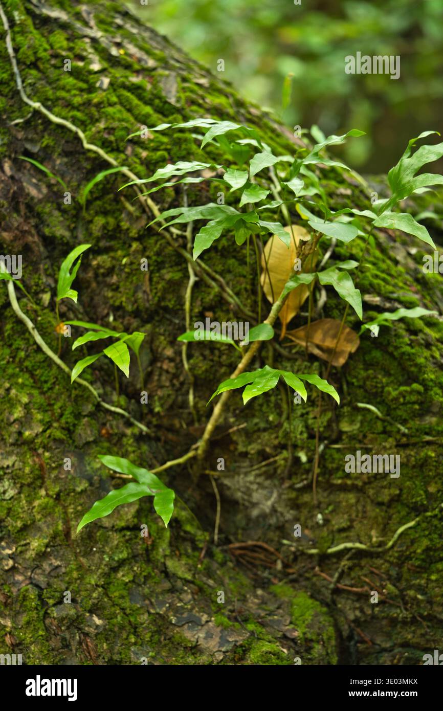 Lungo il principale sentiero naturalistico, soleggiato giorno caldo, felci e muschio sul tronco degli alberi, isola di Mahe, Seychelles Foto Stock