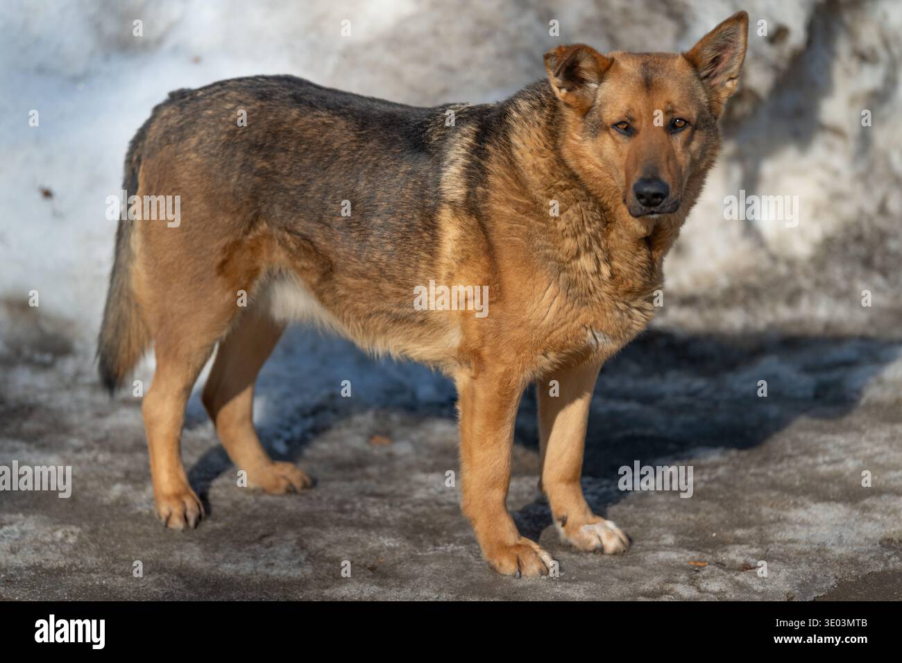Cane randagio fermo su un fondo ghiacciato, guarda direttamente lo spettatore di incontri con una resilienza silenziosa, un cappotto robusto e una posizione costante contro le nevi che si sciolgono. Foto Stock