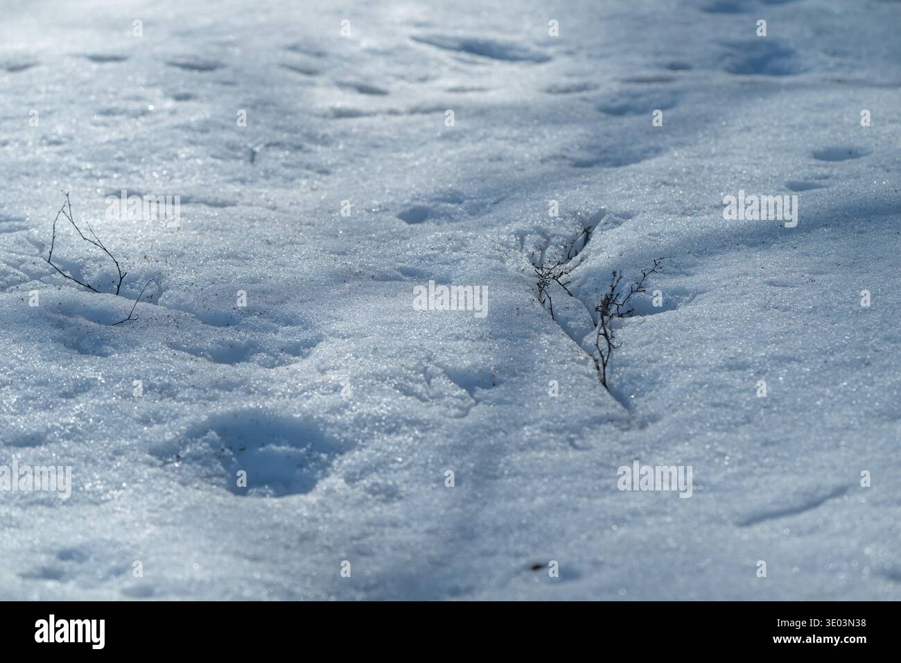 Il ghiaccio si scioglie rivelando una nuova crescita. La flora congelata si risveglia con la luce solare e l'umidità. All'inizio della primavera si svela la vita fresca attraverso la neve che scioglie e lo scintillante c Foto Stock