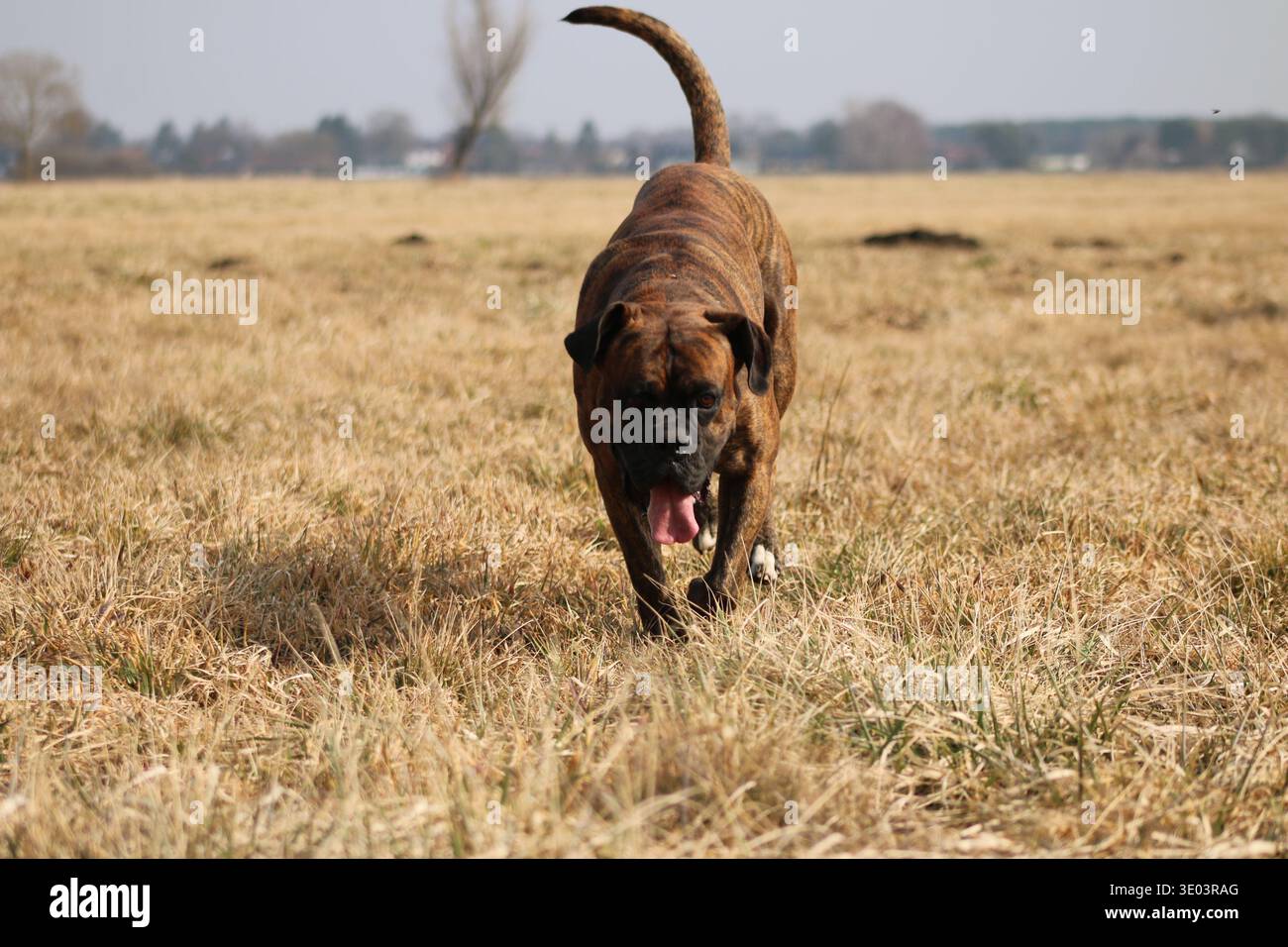 Il cane pugile strisciante cammina verso la macchina fotografica attraverso il prato asciutto con la lingua fuori nelle giornate di sole Foto Stock