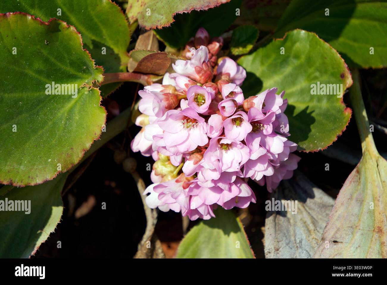 Bergenia con lievito cardiaco, bergenia a foglia di cuore, bergenia in pelle, Dickblatt-Bergenie, Bergénie à feuilles charnues, Bergenia cordifolia, bőrlevél Foto Stock