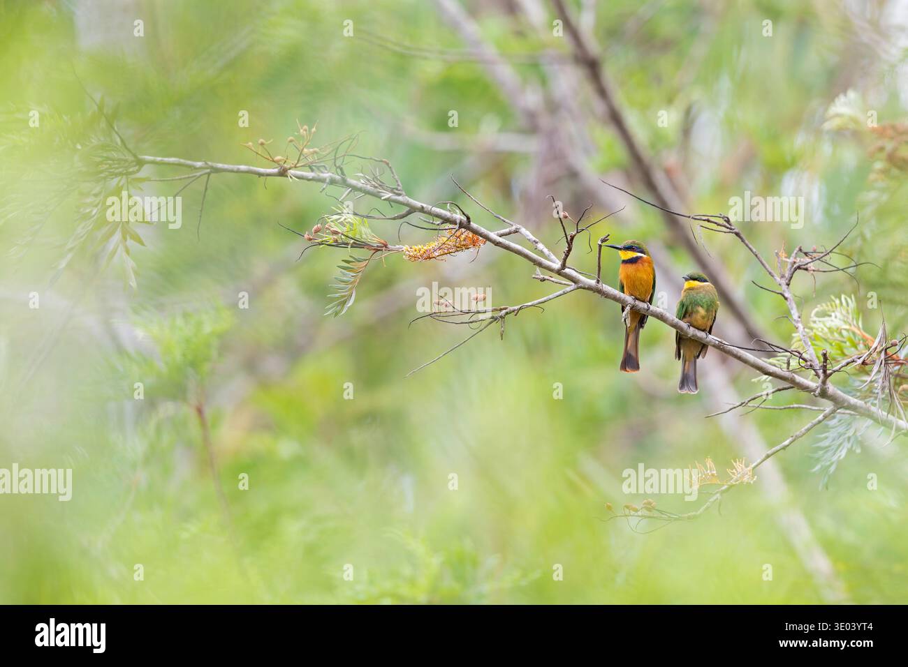Due mangiatori di api (Merops oreobates) accostati ad un albero. Foto Stock