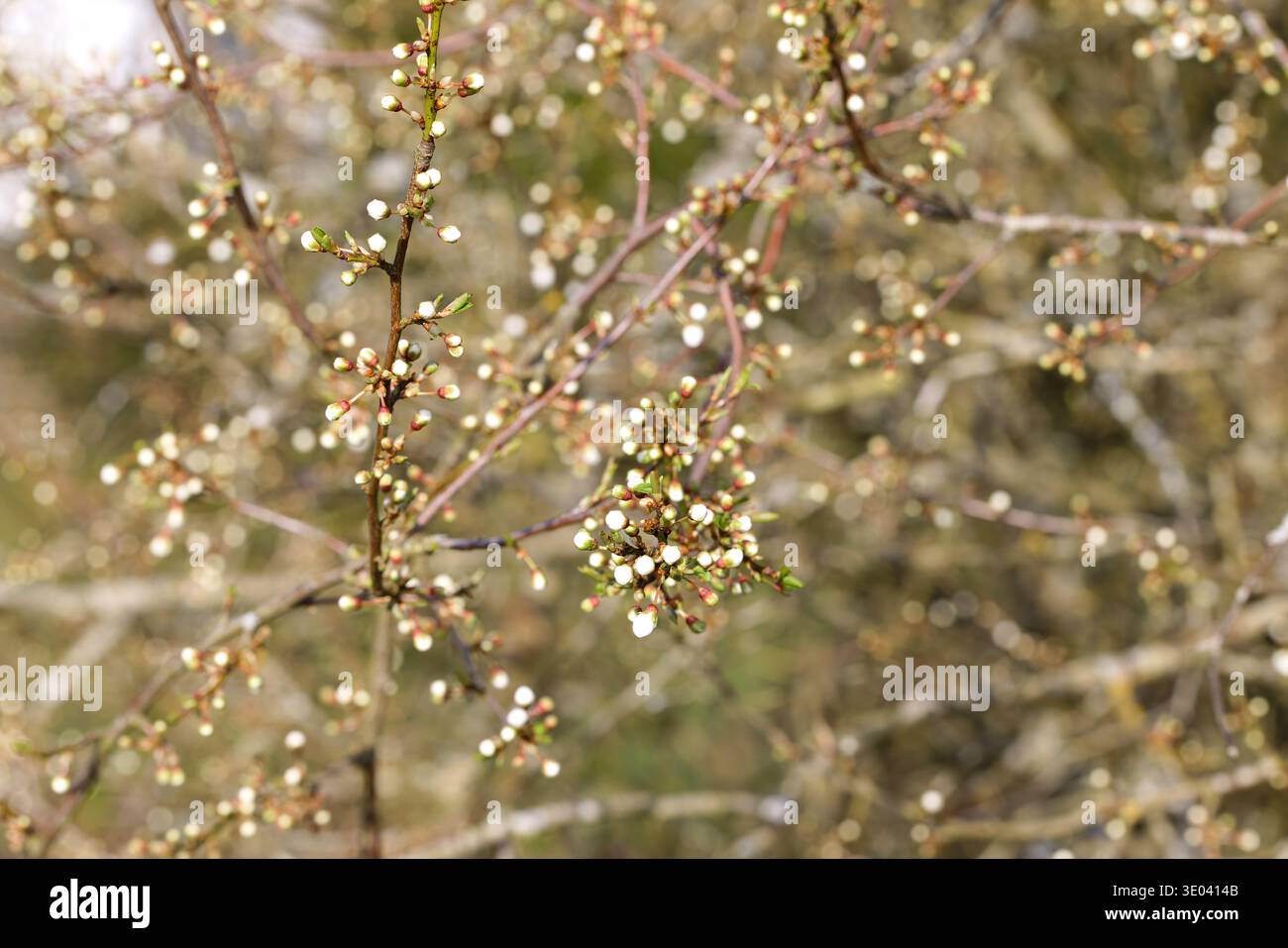 Rete di ramoscelli con fiori di spina nera ( Prunus spinosa ) ancora aperta Foto Stock