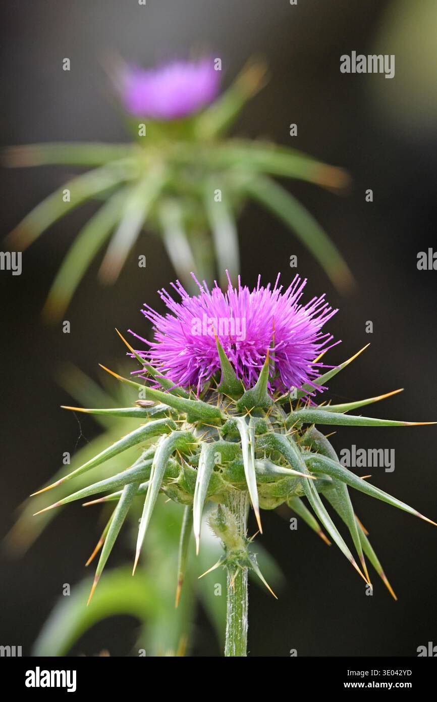 Silybum marianum, Santo Thistle, Cardo Mariano Foto Stock