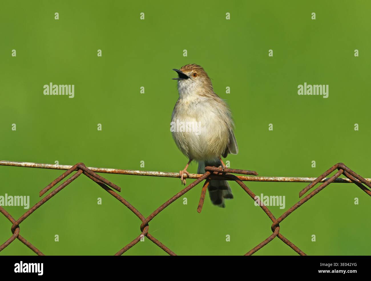 Prinia graziosa, Prinia gracilis Foto Stock