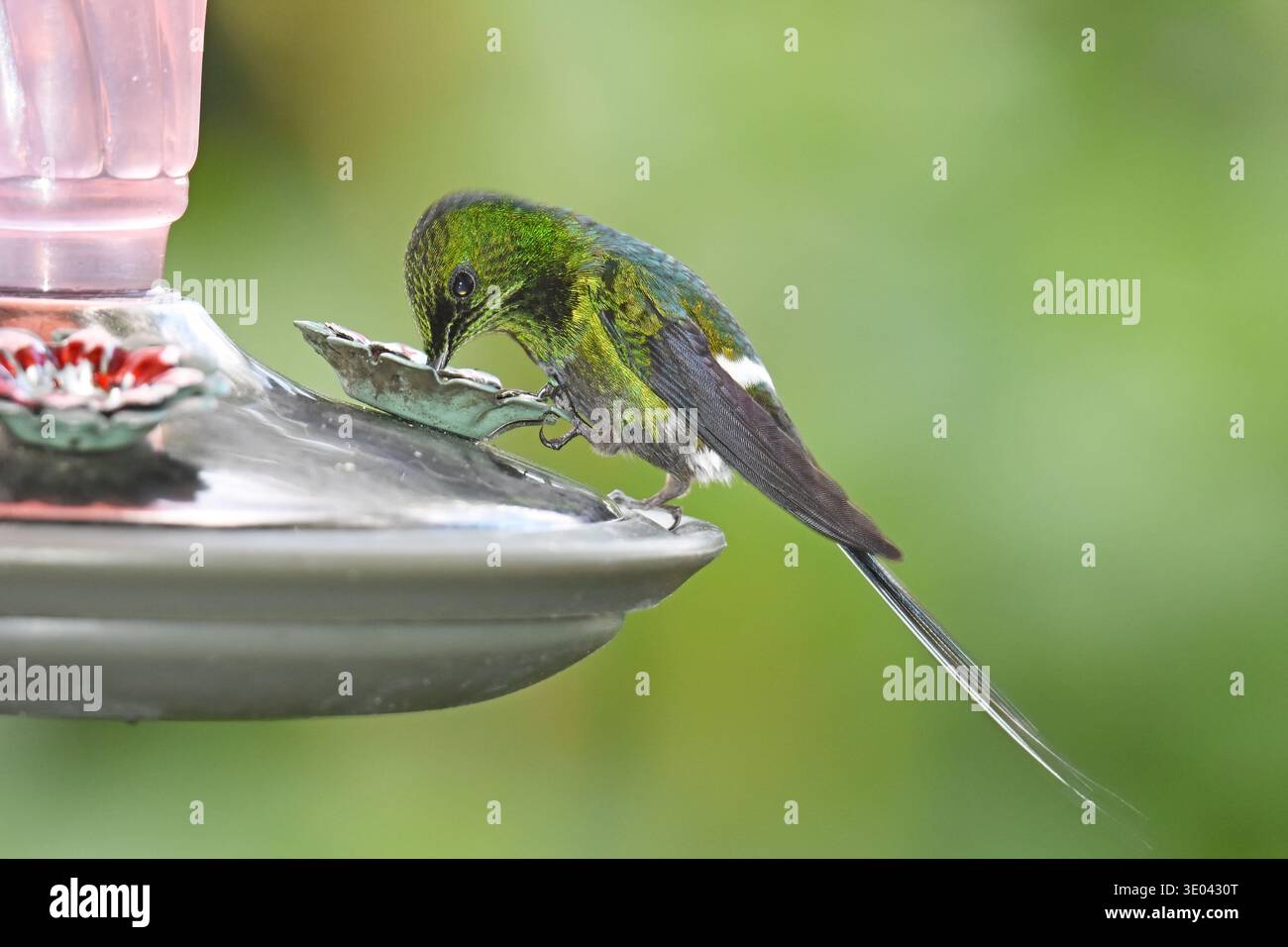Hummingbird beve da un alimentatore Foto Stock