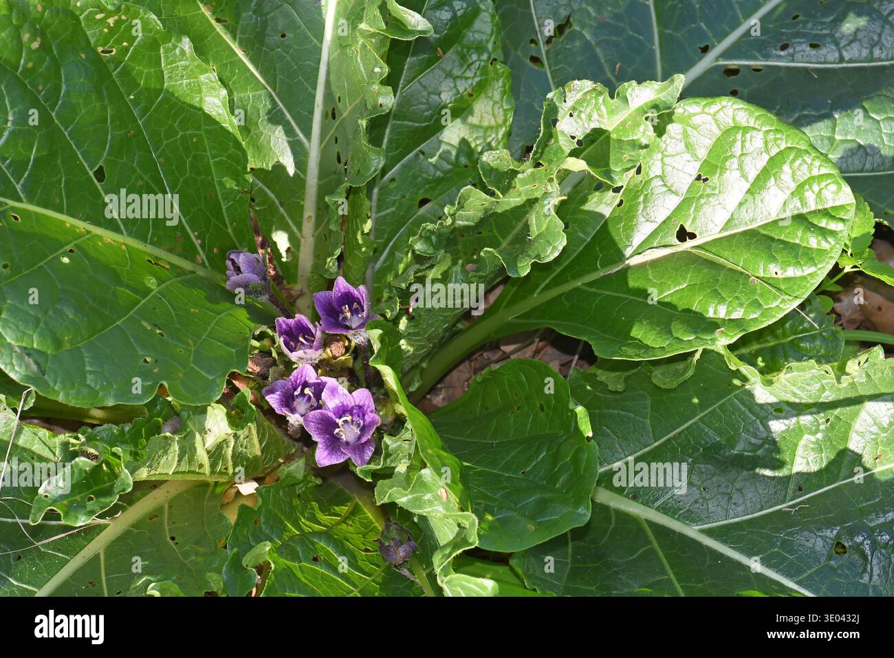 Mandragora. fioritura lilla. Fiori della foresta Foto Stock