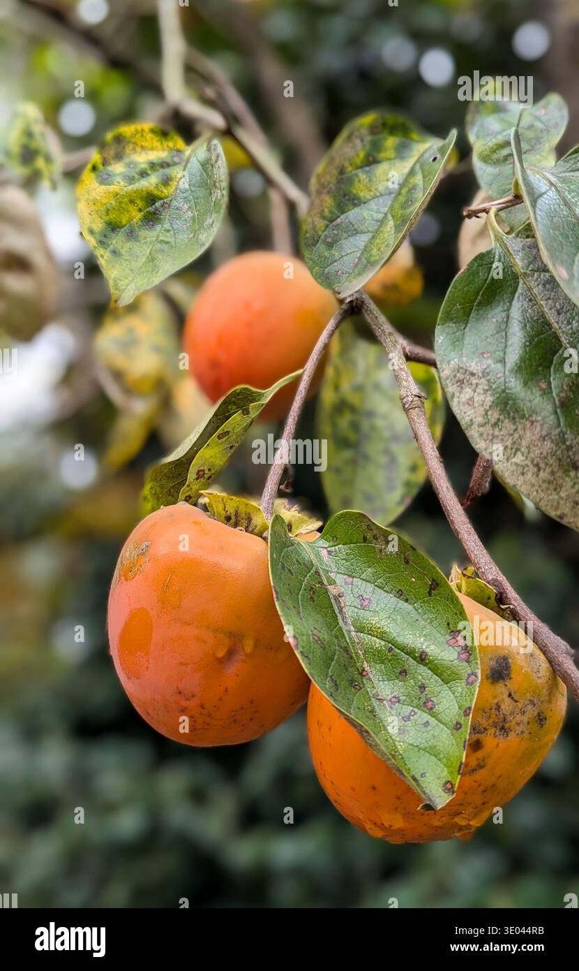 Cachi freschi maturi appesi ai rami degli alberi con foglie verdi Foto Stock