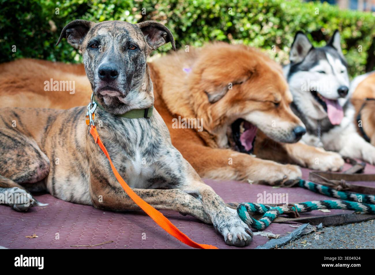 Gruppo di cani domestici che riposano insieme all'aperto nel parco. Incluso uno sbadiglio per cani Husky e Golden Foto Stock