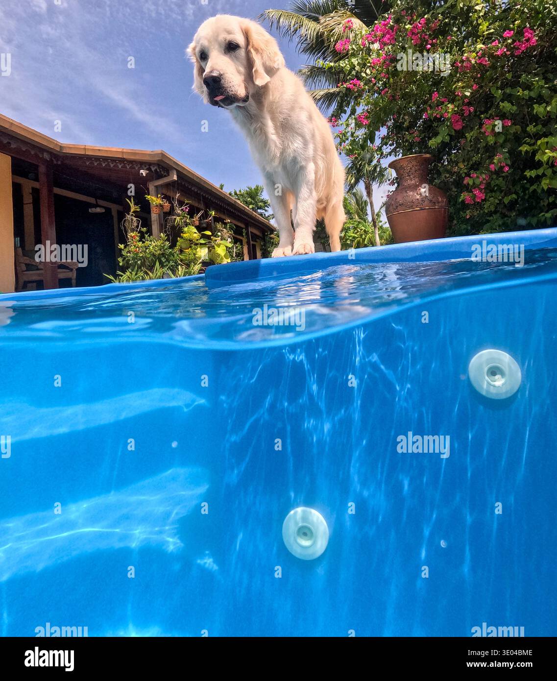 Un Golden retriever sorge al bordo di una piscina blu brillante sotto un cielo limpido, circondato da vegetazione lussureggiante e fiori vibranti, in una giornata di sole in un soleggiato Foto Stock