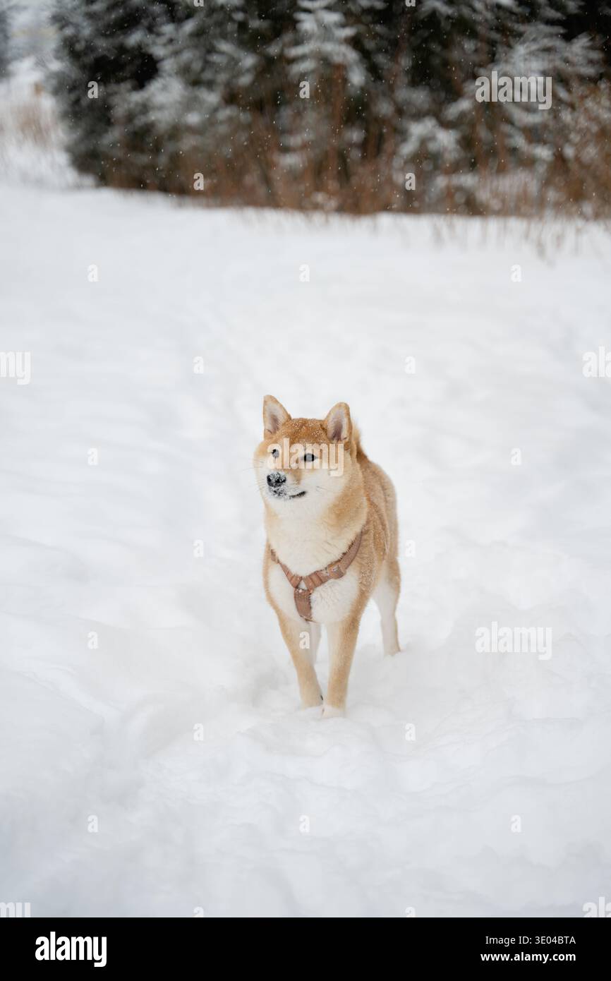Un cane che indossa un'imbracatura si gode una passeggiata in un paesaggio invernale innevato. Il cane si erge in mezzo a una coperta di neve con uno sfondo di alberi spolverati di neve, exudi Foto Stock