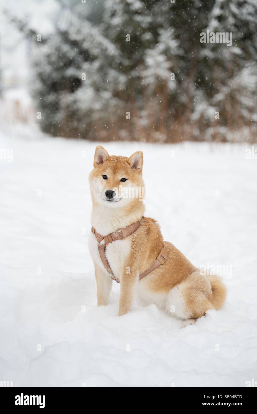 Una scena serena di un cane seduto sulla neve durante una passeggiata invernale. Lo sfondo di alberi innevati accentua la tranquillità del momento. Foto Stock