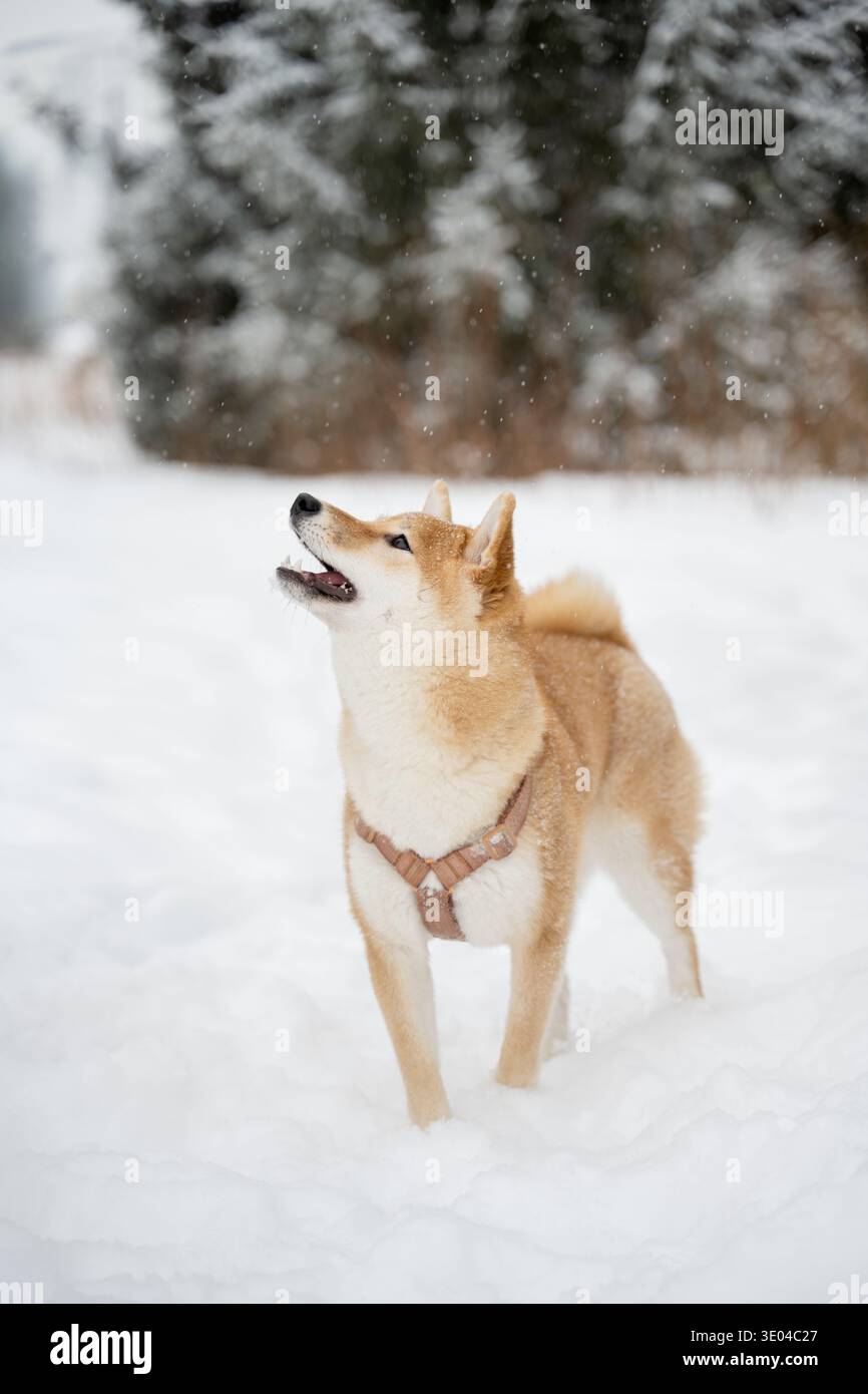Un cane che indossa un'imbracatura cammina gioiosamente attraverso un paesaggio innevato. I fiocchi di neve cadono dolcemente mentre il cane esplora il tranquillo paese delle meraviglie invernali, mostrando Foto Stock