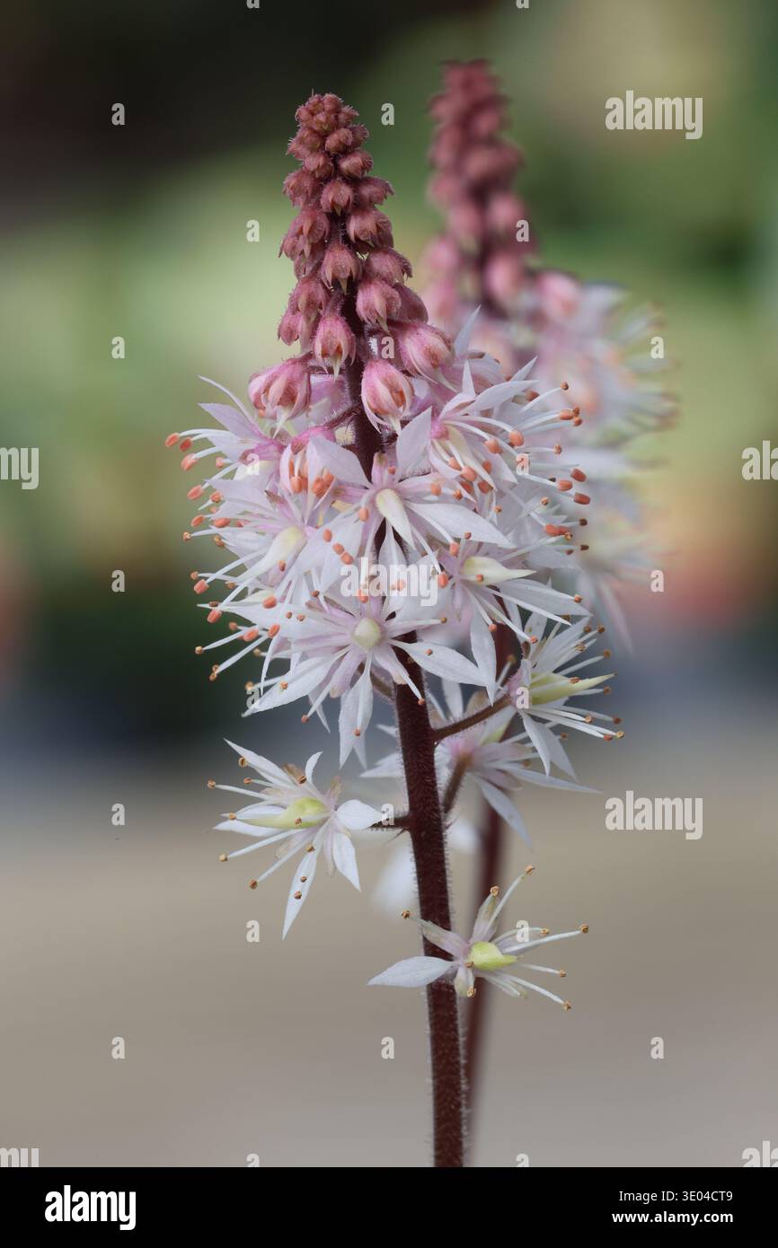 Tiarella 'Spring Symphony'. Primo piano di delicati picchi bianchi, crema e rosa di piccoli fiori di schiuma stellata. Foto Stock