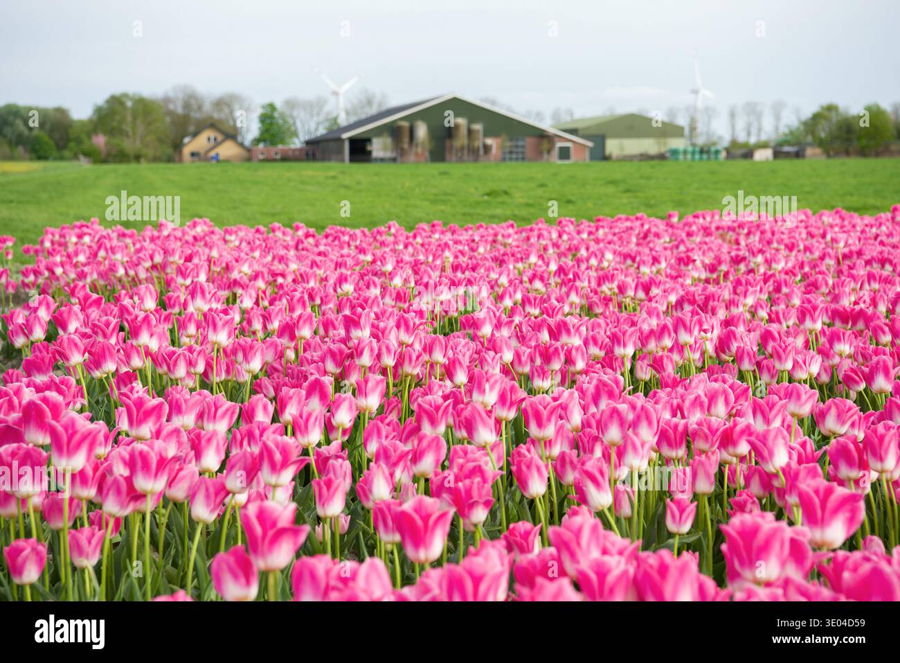 Campo di tulipani rosa vicino a una fattoria a Flevoland, nei Paesi Bassi. Foto Stock