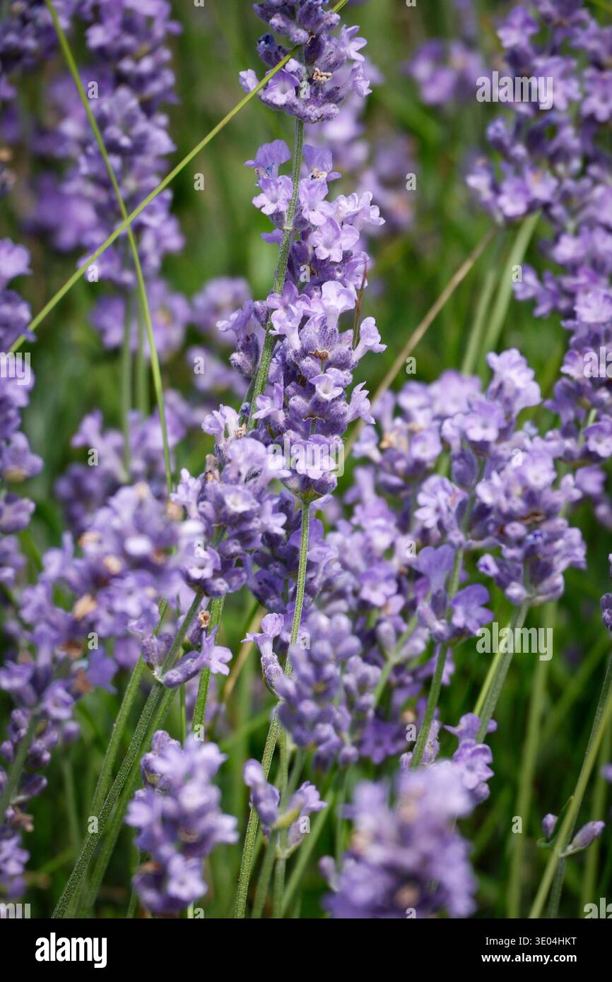 Primo piano verticale di fiori di lavanda viola con steli verdi sottili che si piegano delicatamente in un giardino estivo in Ontario, Canada Foto Stock