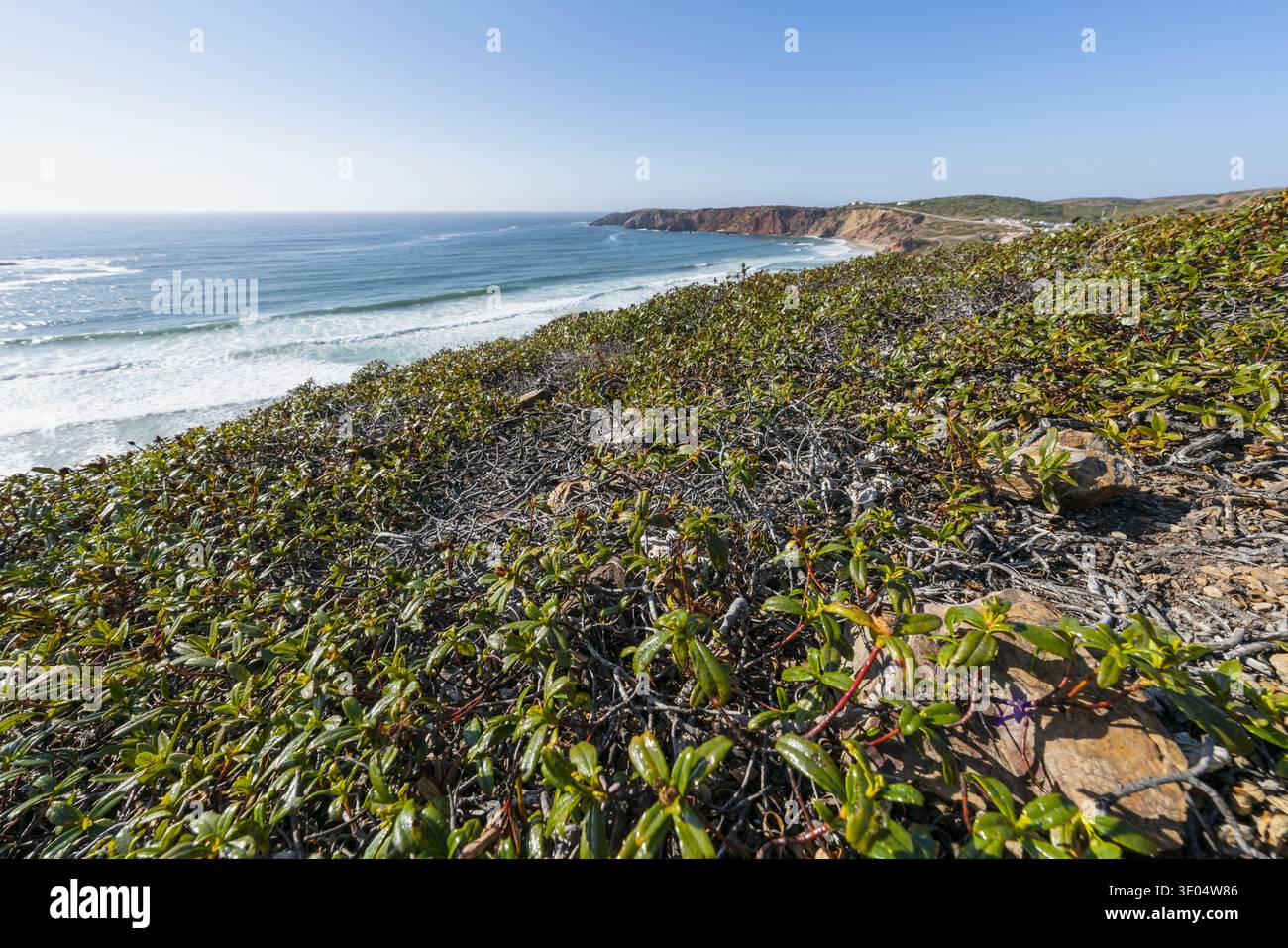 Lussureggianti arbusti verdi coprono terreni rocciosi che si affacciano sulle onde dell'oceano in una giornata di sole sull'aspra costa dell'Algarve. Foto Stock