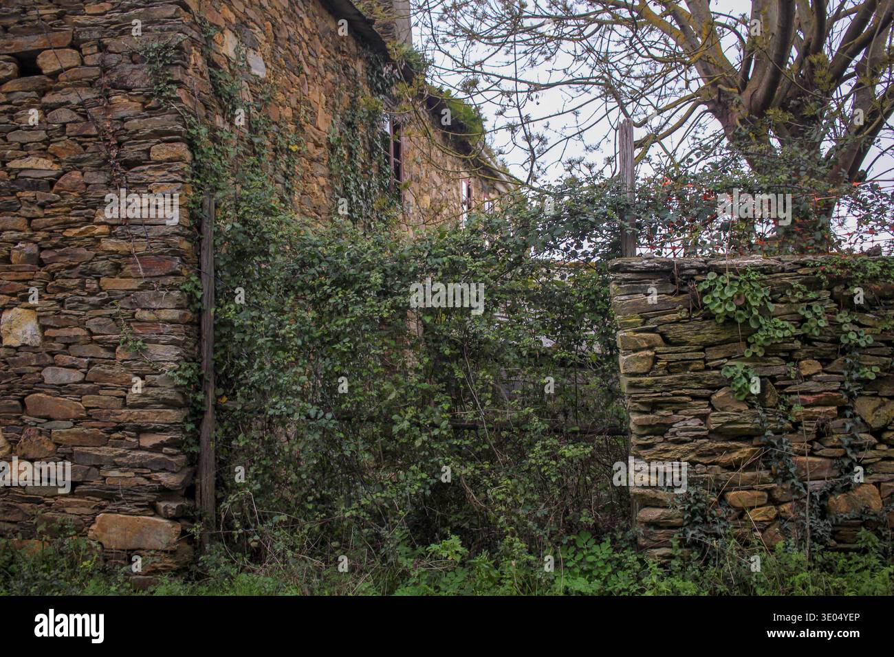 Vegetazione, viti e alberi che crescono attraverso le finestre e le pareti di una vecchia fattoria abbandonata nella campagna spagnola. Foto Stock