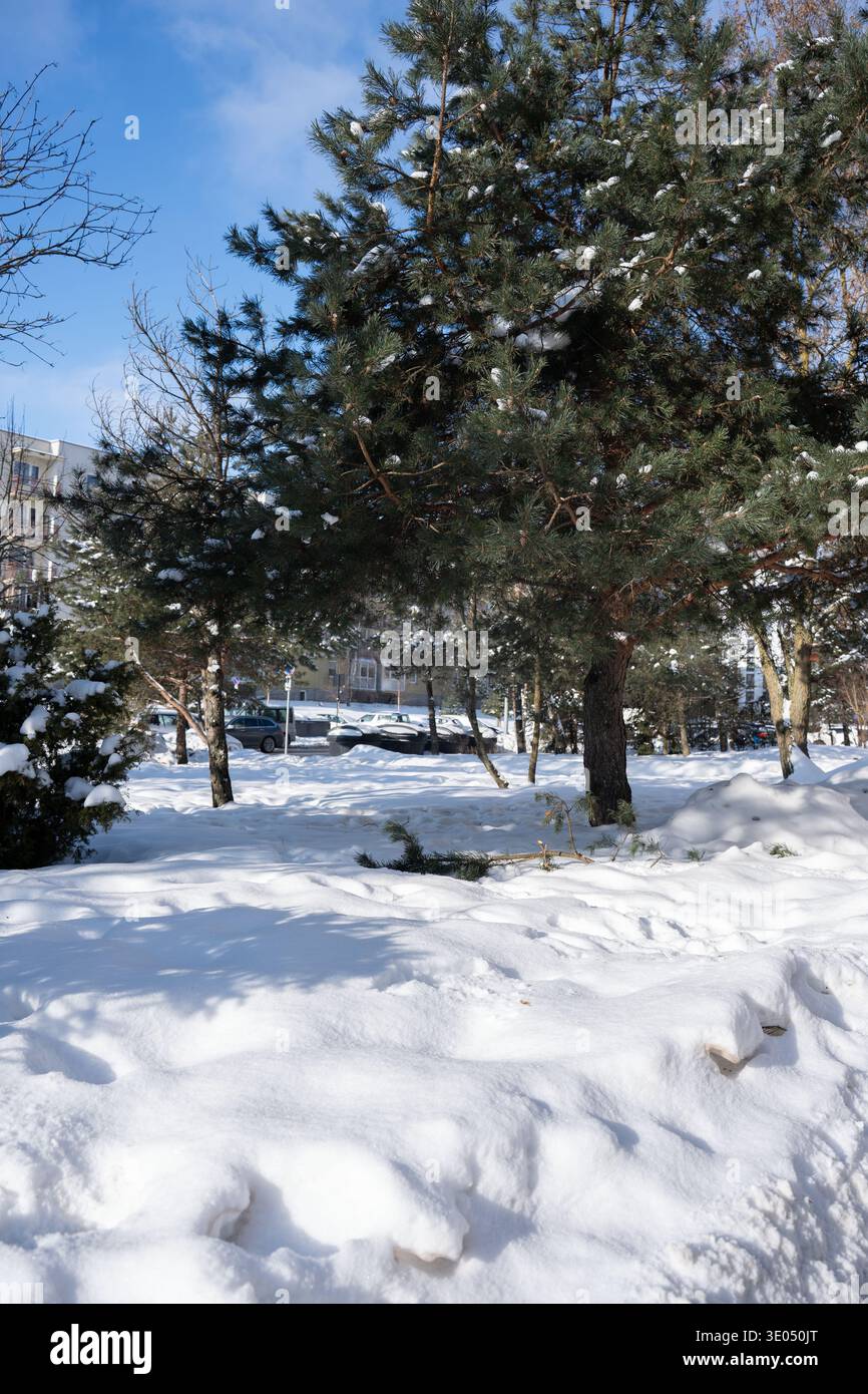 parco urbano innevato incentrato su un torreggiante pino sempreverde con rami e tronchi spolverati di neve, cielo azzurro e luce solare che proiettano un'atmosfera frizzante Foto Stock