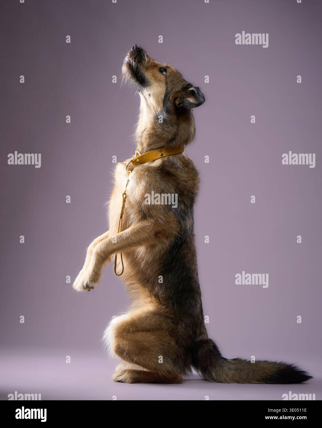 Il cane è bilanciato in posizione verticale con le zampe anteriori sollevate e la testa inclinata verso l'alto. La sua postura è giocosa e vigile. Foto Stock