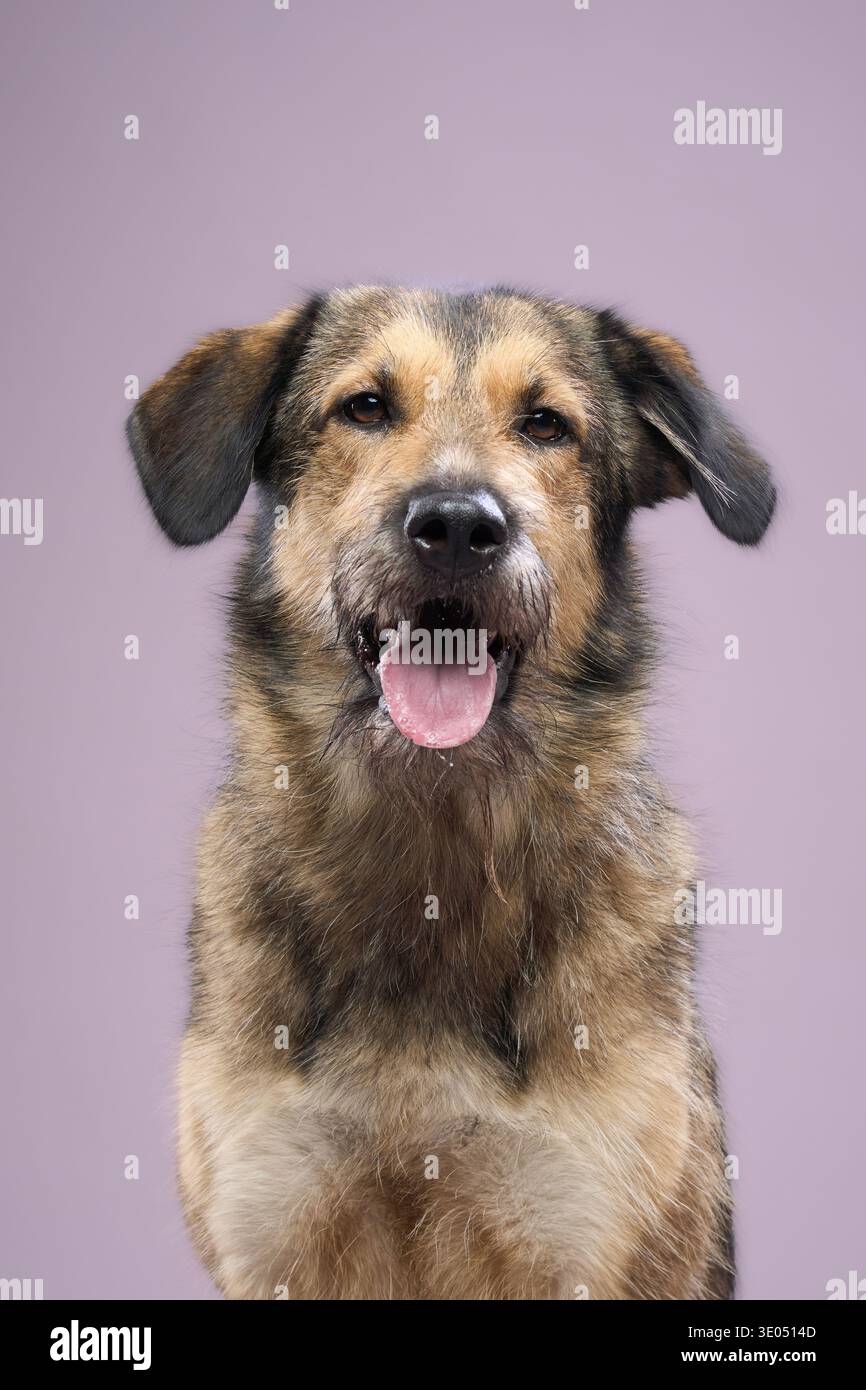 Il cane si siede dritto con la bocca leggermente aperta e la lingua che mostra. Il suo sguardo è rivolto verso l'alto. Foto Stock