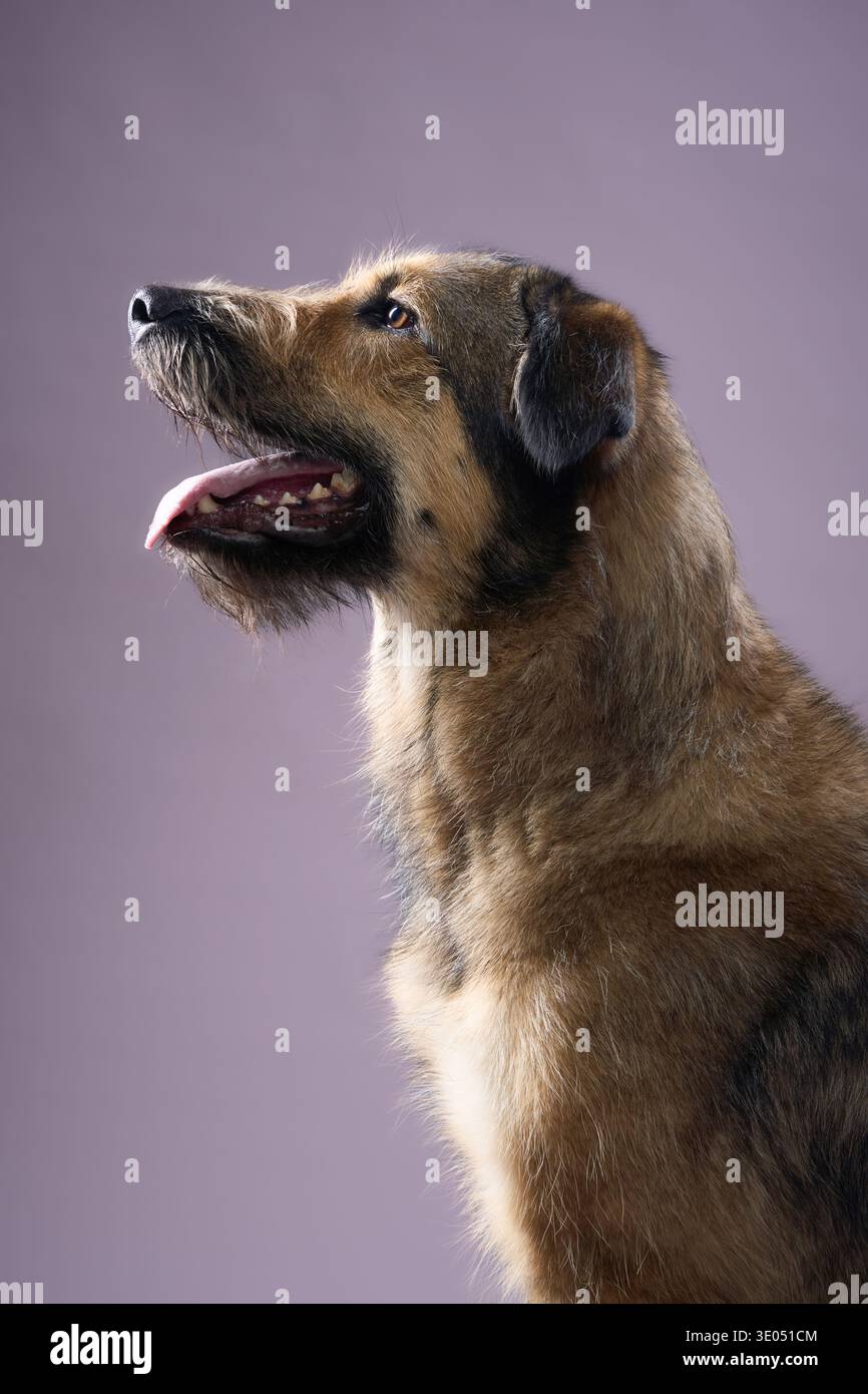 Il cane guarda leggermente in alto in profilo con una postura rilassata. Il suo cappotto appare morbido e ruvido. Foto Stock